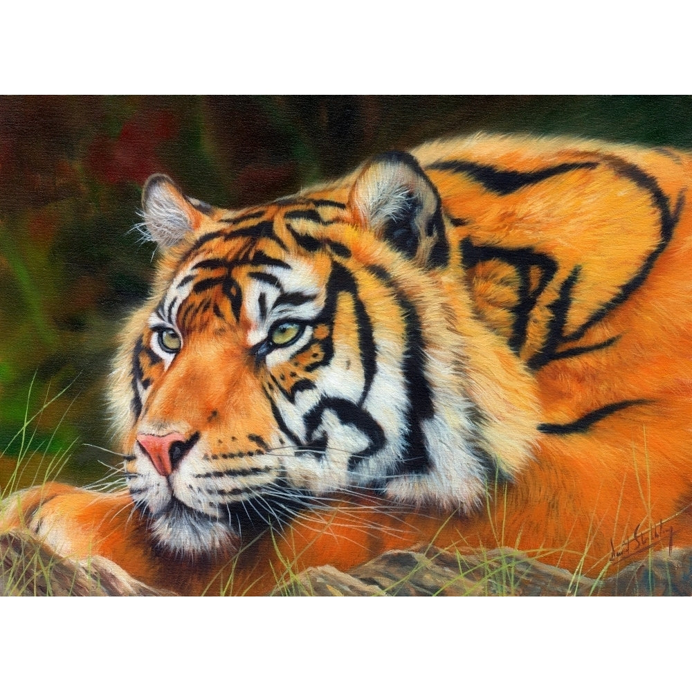 Sumatran Tiger Portrait Poster Print by David Stribbling Image 1