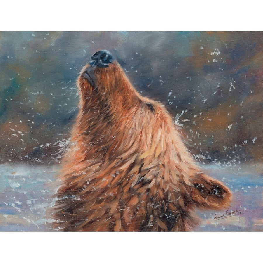 Brown Grizzly Bear Poster Print by David Stribbling Image 1