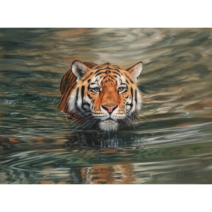 Amur Tiger Swimming. Oil on canvas. Poster Print by David Stribbling Image 1