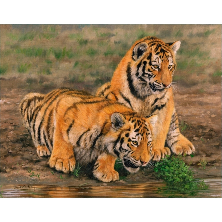 Two Tiger Cubs Poster Print by David Stribbling Image 1