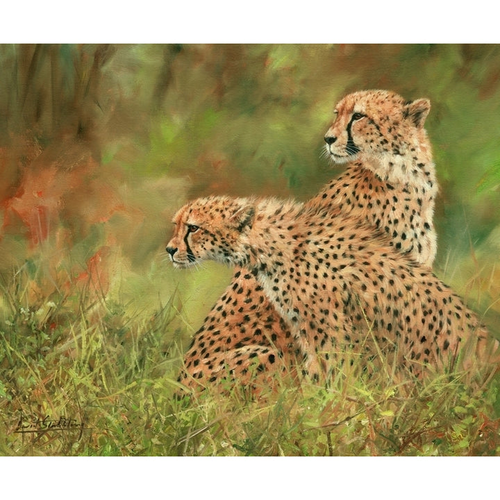 Pair of Cheetahs. Oil on canvas. Poster Print by David Stribbling Image 2