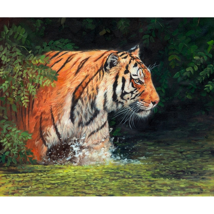 River Tiger Poster Print by David Stribbling Image 1