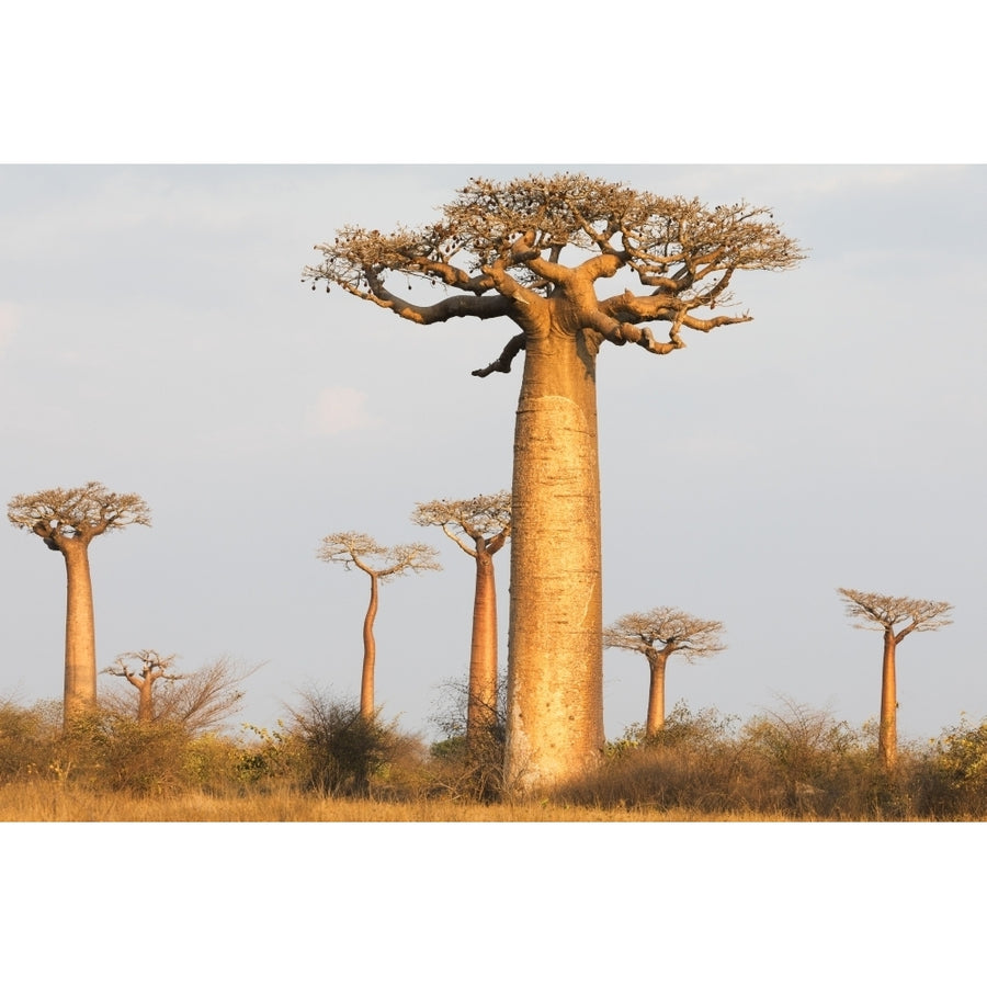 Madagascar Morondava Baobab Alley. Baobab trees in morning light Poster Print by Ellen Goff Image 1