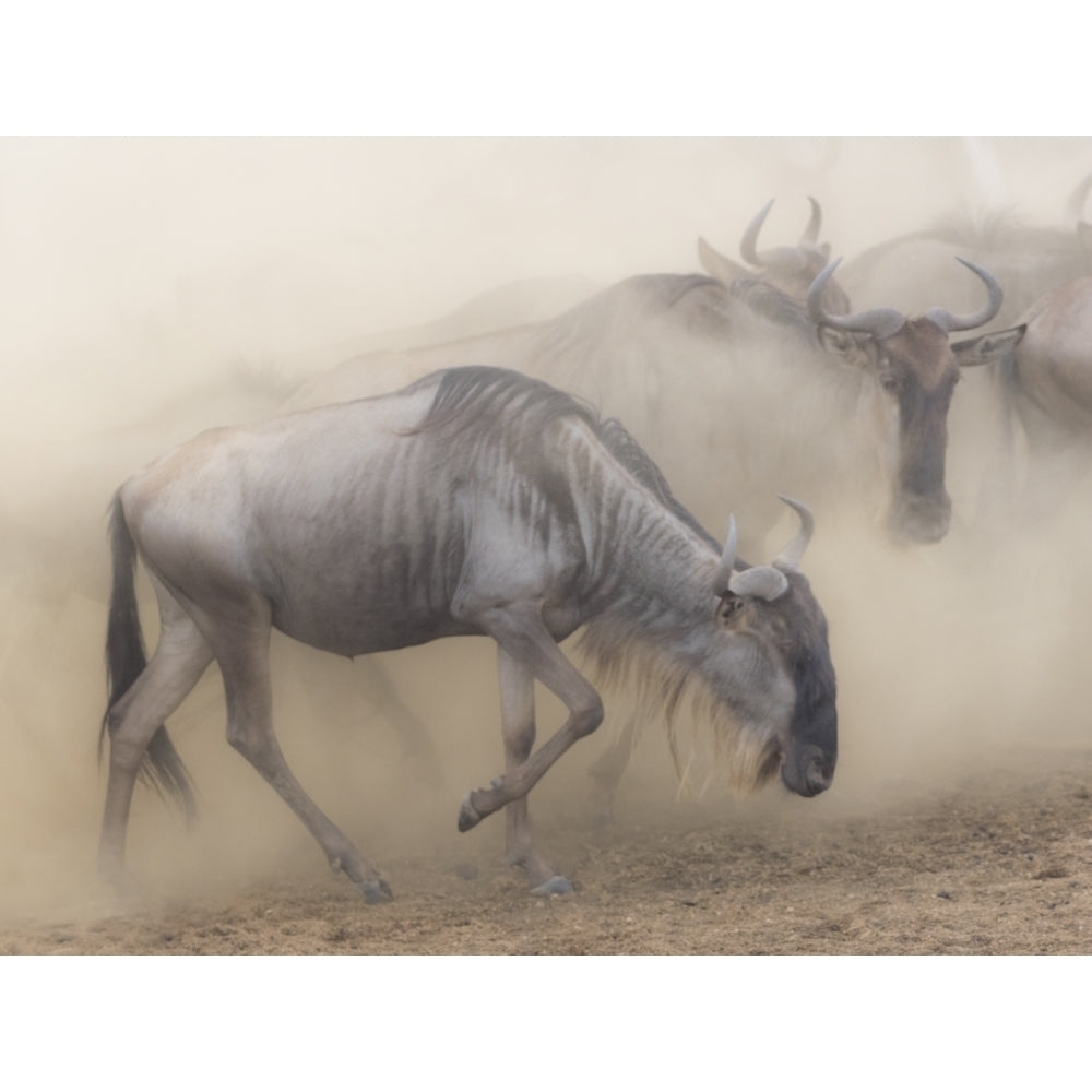 Africa Kenya Maasai Mara National Reserve. Dusty wildebeest migration. Poster Print by Jaynes Gallery Image 1