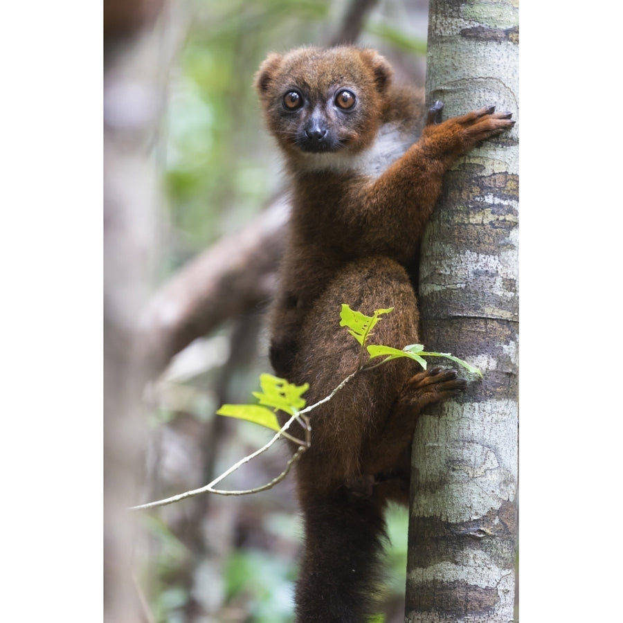 Madagascar Akaninny Nofy Reserve. Female red-bellied lemur clinging to a tree trunk. Poster Print by Ellen Goff Image 1