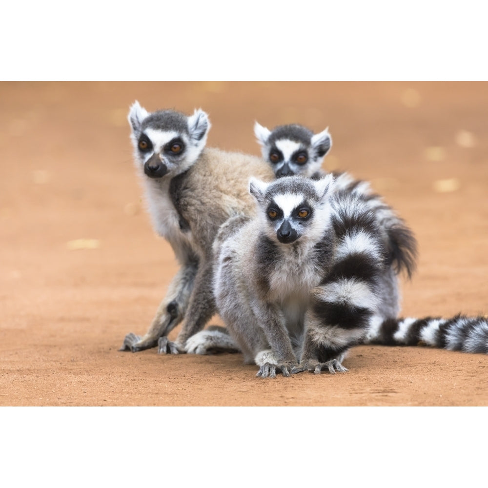 Madagascar Amboasary Berenty Reserve. A group of ring-tailed lemurs huddle together for warmth Poster Print by Ellen Image 1