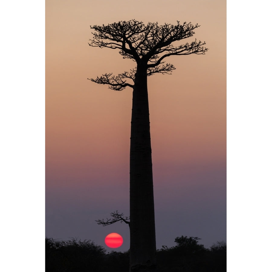 Madagascar Morondava. Baobab trees are silhouetted against the morning sky. Poster Print by Ellen Goff Image 1