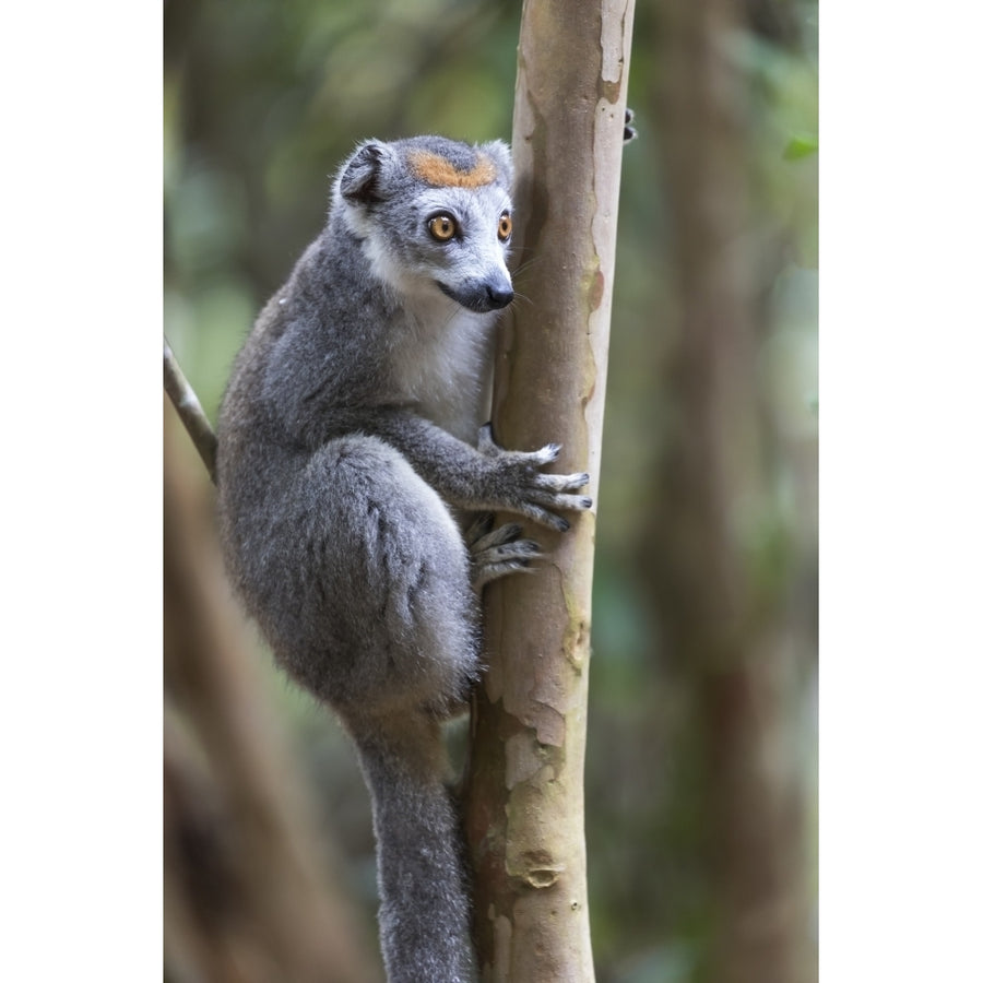 Madagascar Akaninny Nofy Reserve. Female crowned lemur clinging to a tree trunk. Poster Print by Ellen Goff Image 1