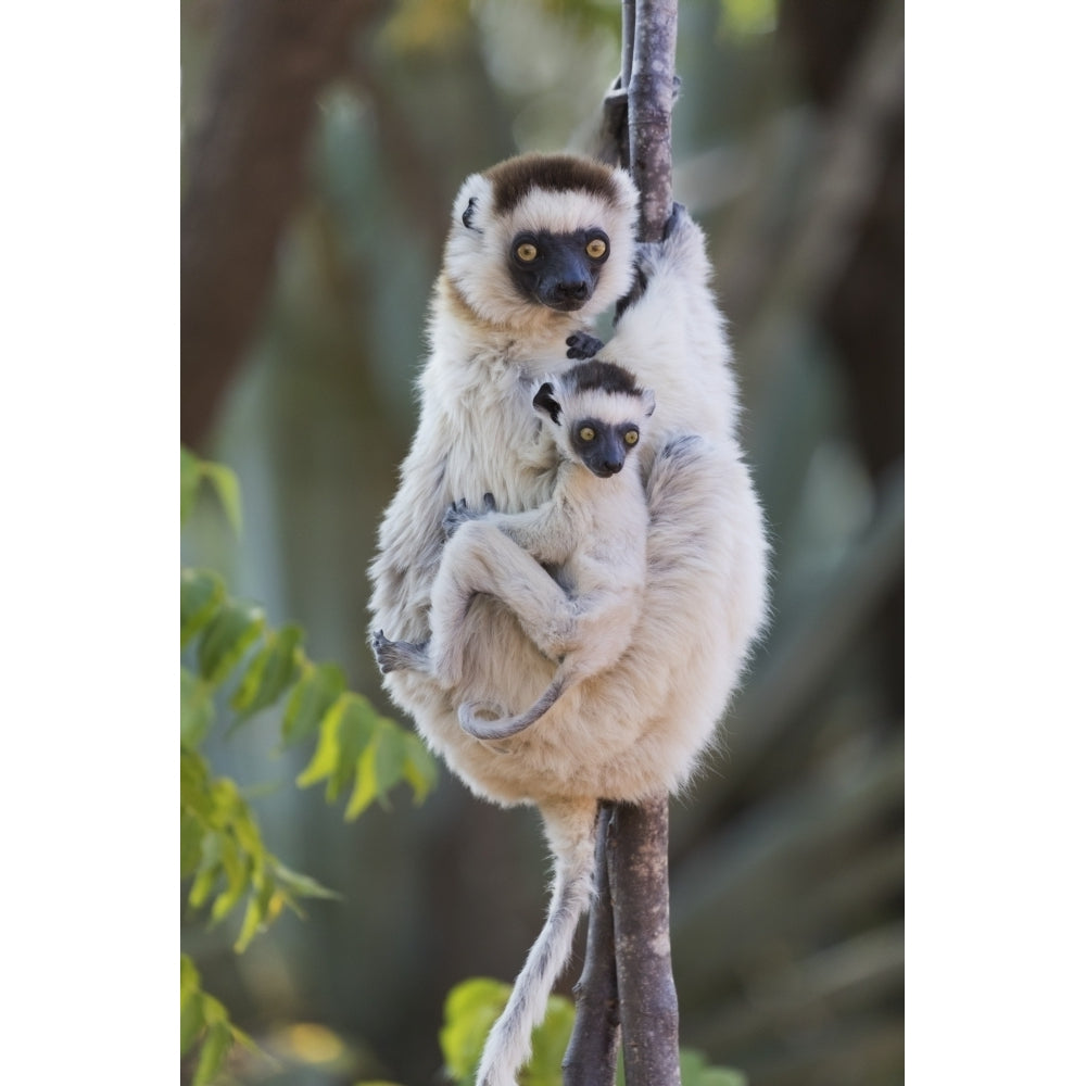 Madagascar Berenty Reserve. Verreauxs sifaka with her baby. Poster Print by Ellen Goff Image 1