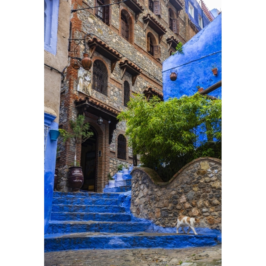 Chefchaouen Morocco. Cat walking down steps. Poster Print by Jolly Sienda Image 1