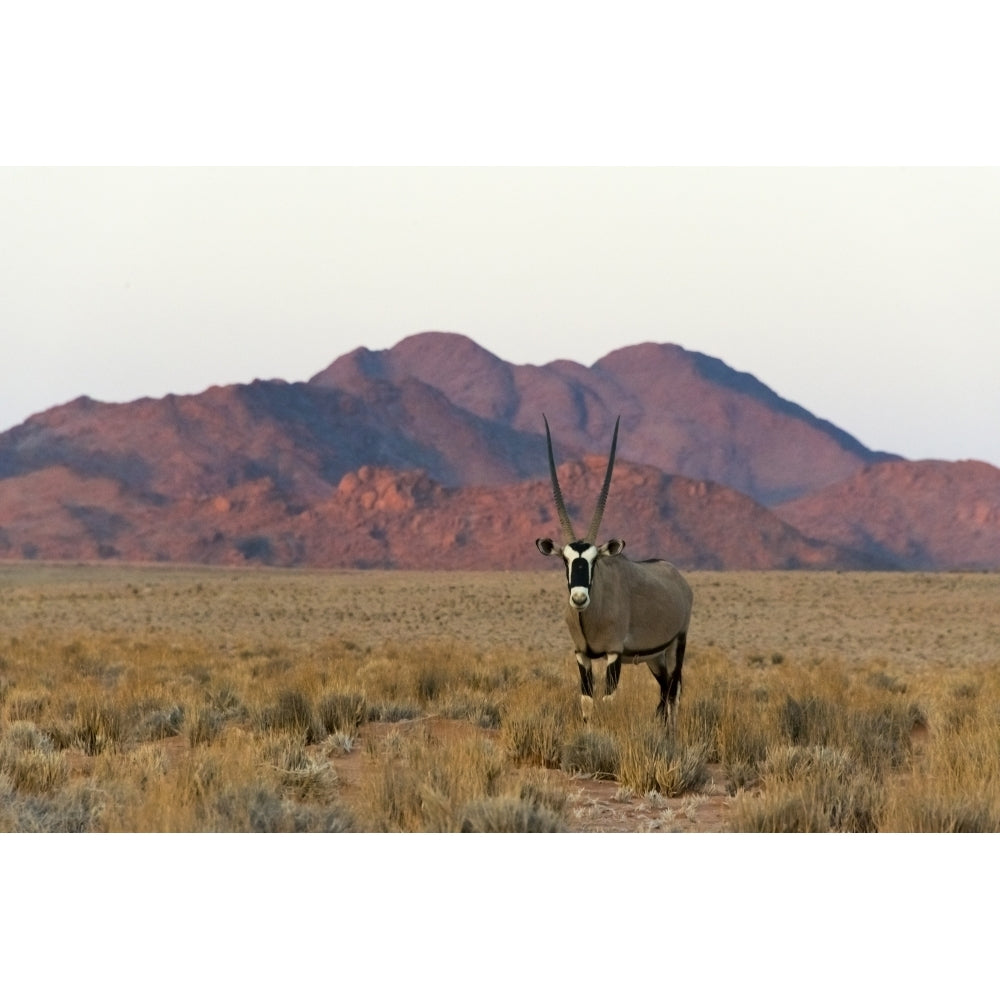 Gemsbok in southern Namib Desert Sesriem Poster Print by Keren Su Image 1