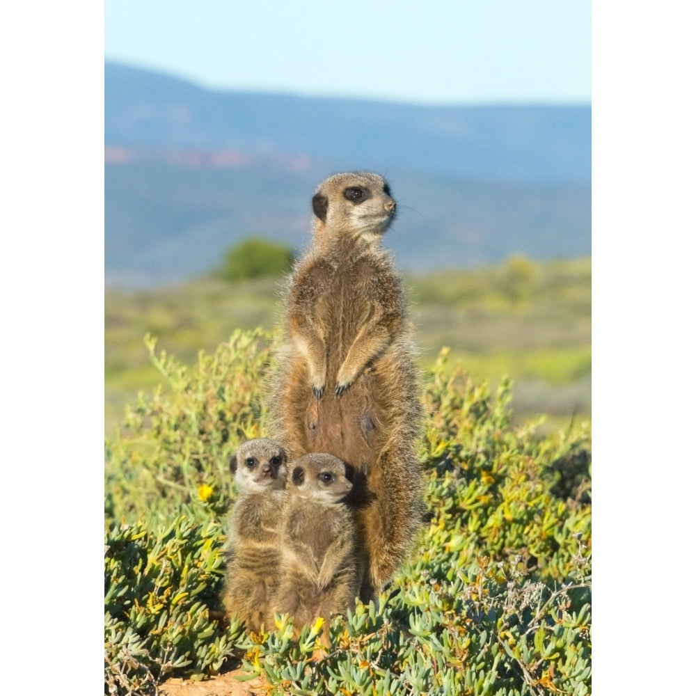 Meerkat family. Western Cape Province South Africa. Poster Print by Keren Su Image 1