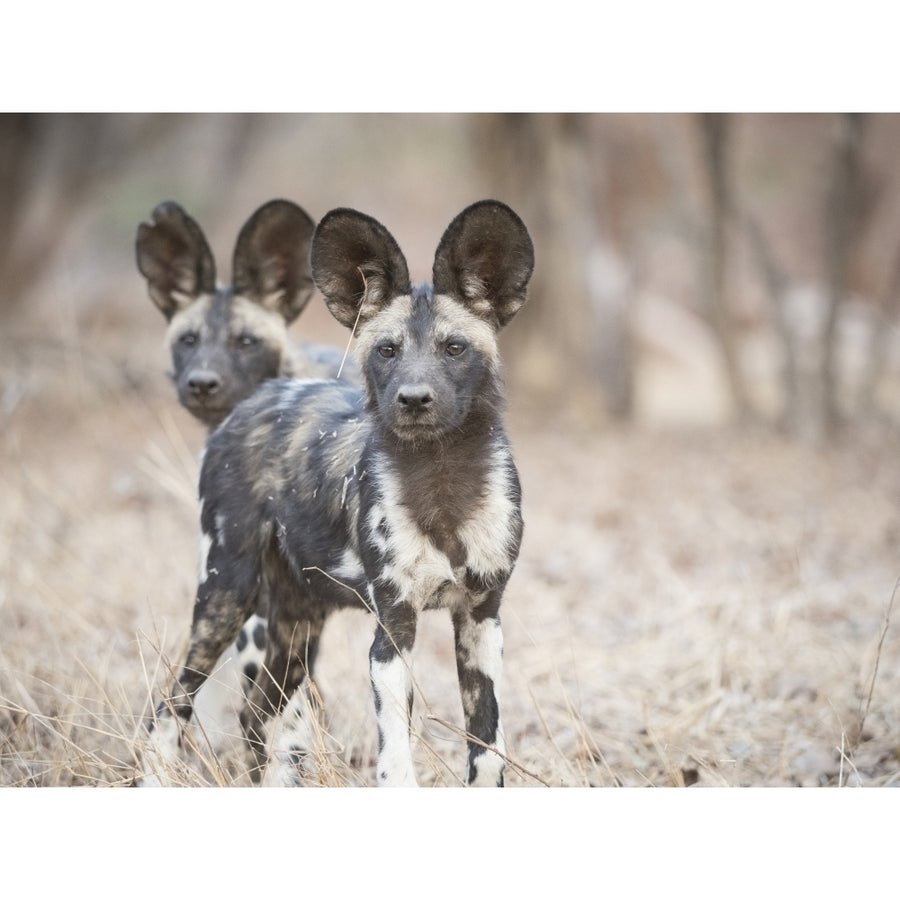 Africa Zimbabwe Mana Pools National Park. Close-up of wild dogs. Poster Print by Jaynes Gallery Image 1