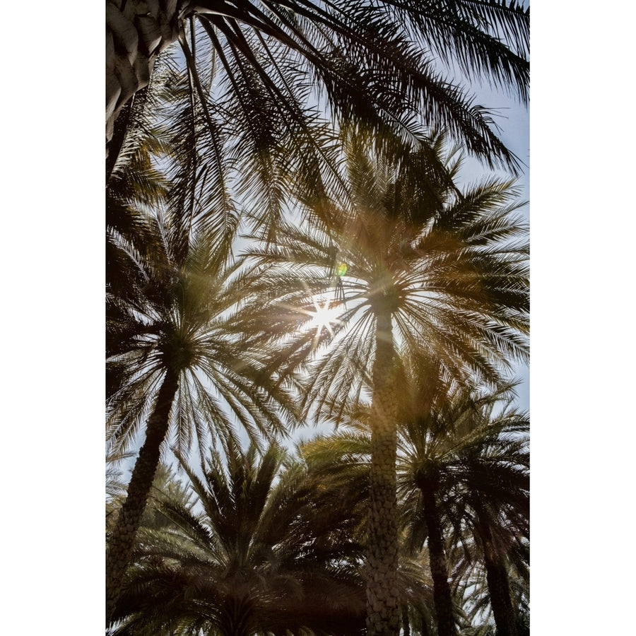 Midday sun in Palm Trees. Oman. Poster Print by Tom Norring Image 1