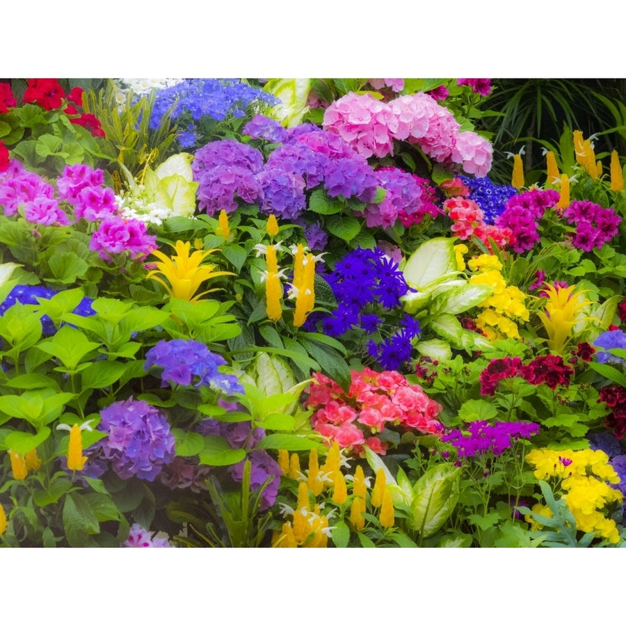 Mass colorful planting of flowers Poster Print by Sylvia Gulin Image 1