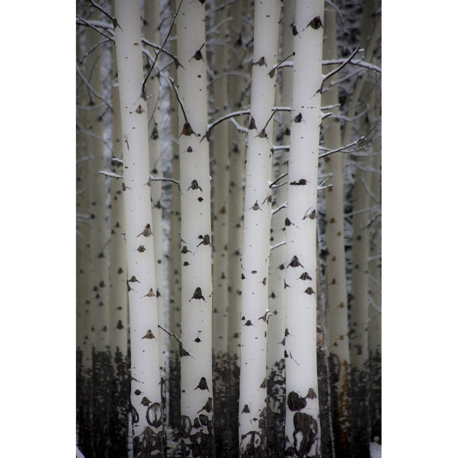 Fresh late summer snow and Aspen tree trunks Banff National Park Alberta Canada Poster Print by Sylvia Gulin Image 1