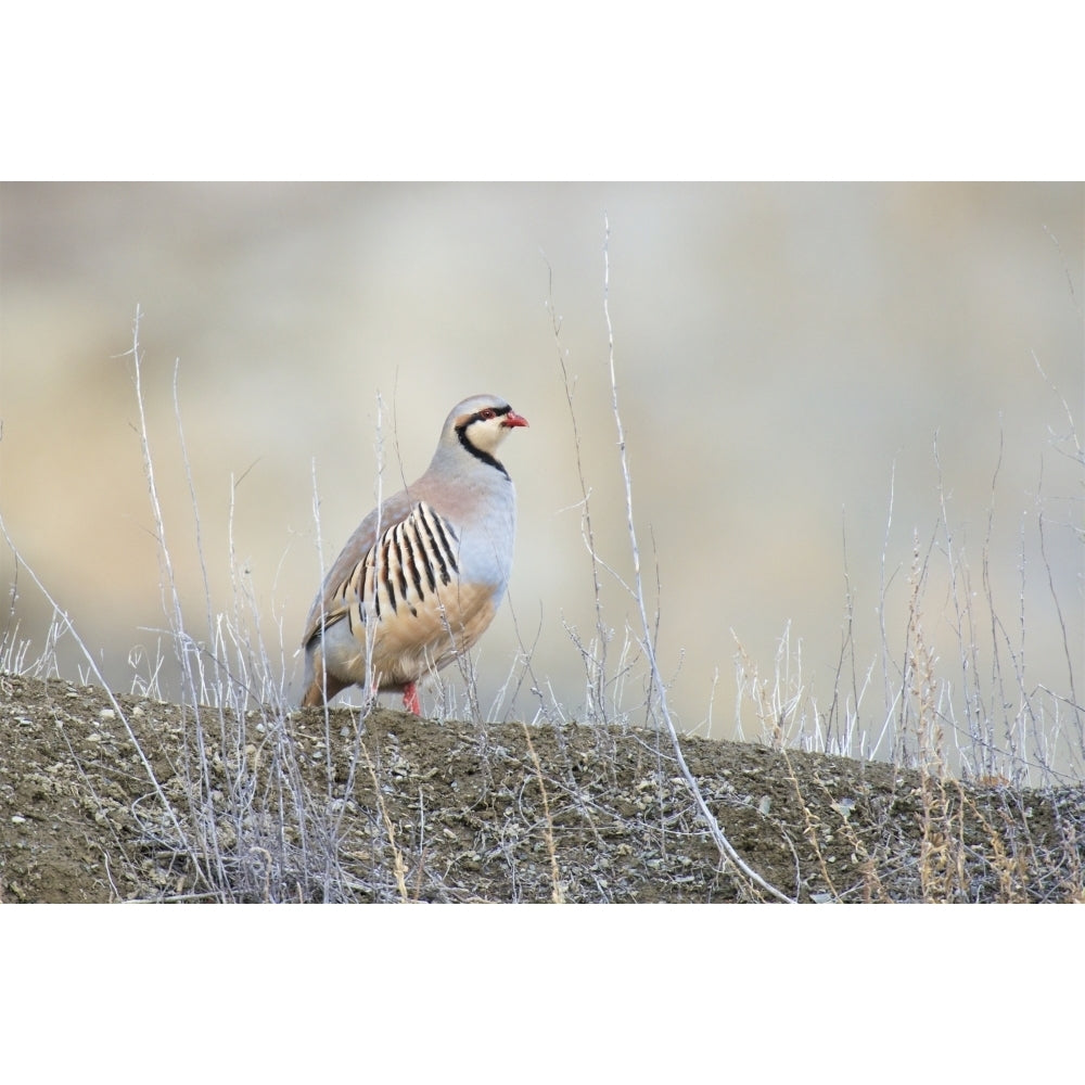 Native of southern Eurasia the Chukar Partridge was introduced to North America as a game bird Poster Print by Richard Image 1