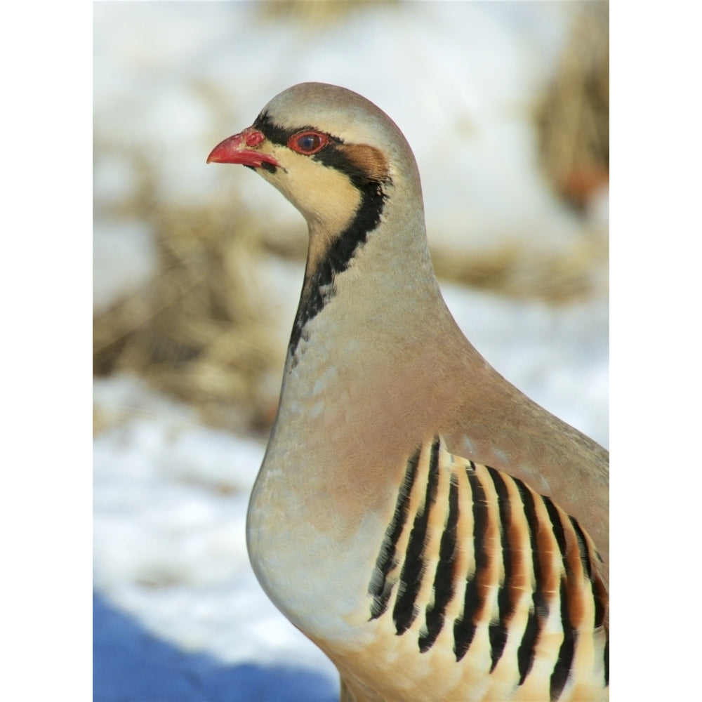 A native of southern Eurasia the Chukar was introduced to North America as a game bird. Poster Print by Richard Wright Image 1