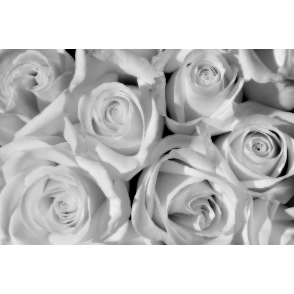 Canada Manitoba Winnipeg. Black and white of white roses. Poster Print by Jaynes Gallery Image 1