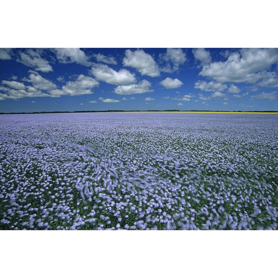 Canada Manitoba Treherne. Flax field blowing in wind. Poster Print by Jaynes Gallery Image 1