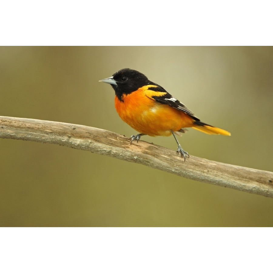 Rondeau Provincial Park. Baltimore oriole on branch. Poster Print by Jaynes Gallery Image 1