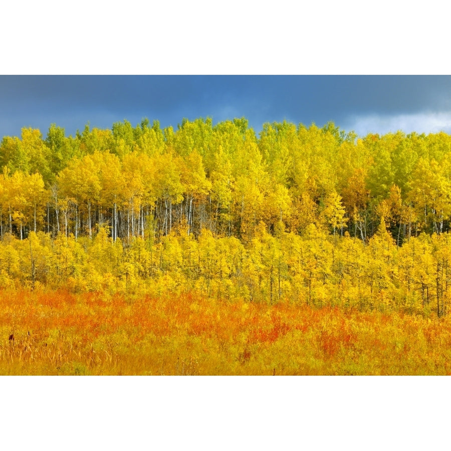 Canada Saskatchewan Meadow Lake. Autumn-colored trees. Poster Print by Jaynes Gallery Image 1