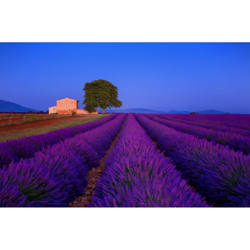 France Provence. Lavender field in the Valensole Plateau. Poster Print by Jaynes Gallery Image 1