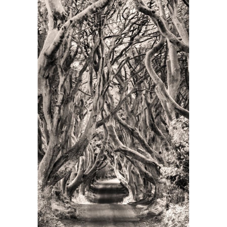 The Dark Hedges in County Antrim Northern Ireland Poster Print by Chuck Haney Image 1