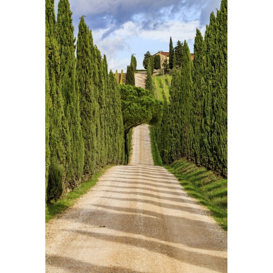 Italy Tuscany hills and cypress trees. Poster Print by Emily Wilson Image 1