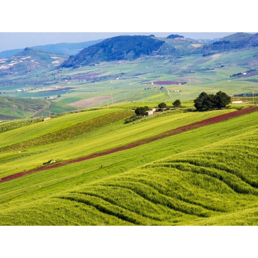 Italy Sicily Trapani. Alcamo countryside Poster Print by Terry Eggers Image 1