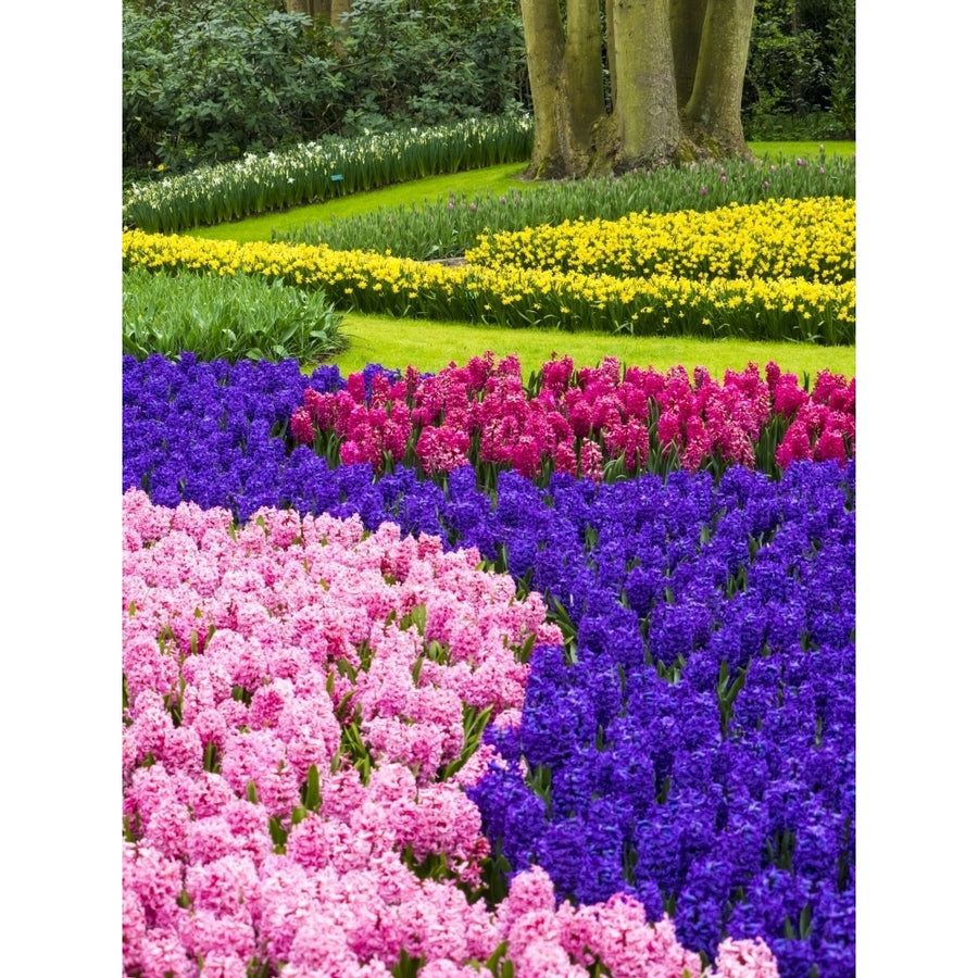 Netherlands Lisse. Multicolored flowers blooming in spring. Poster Print by Terry Eggers Image 1