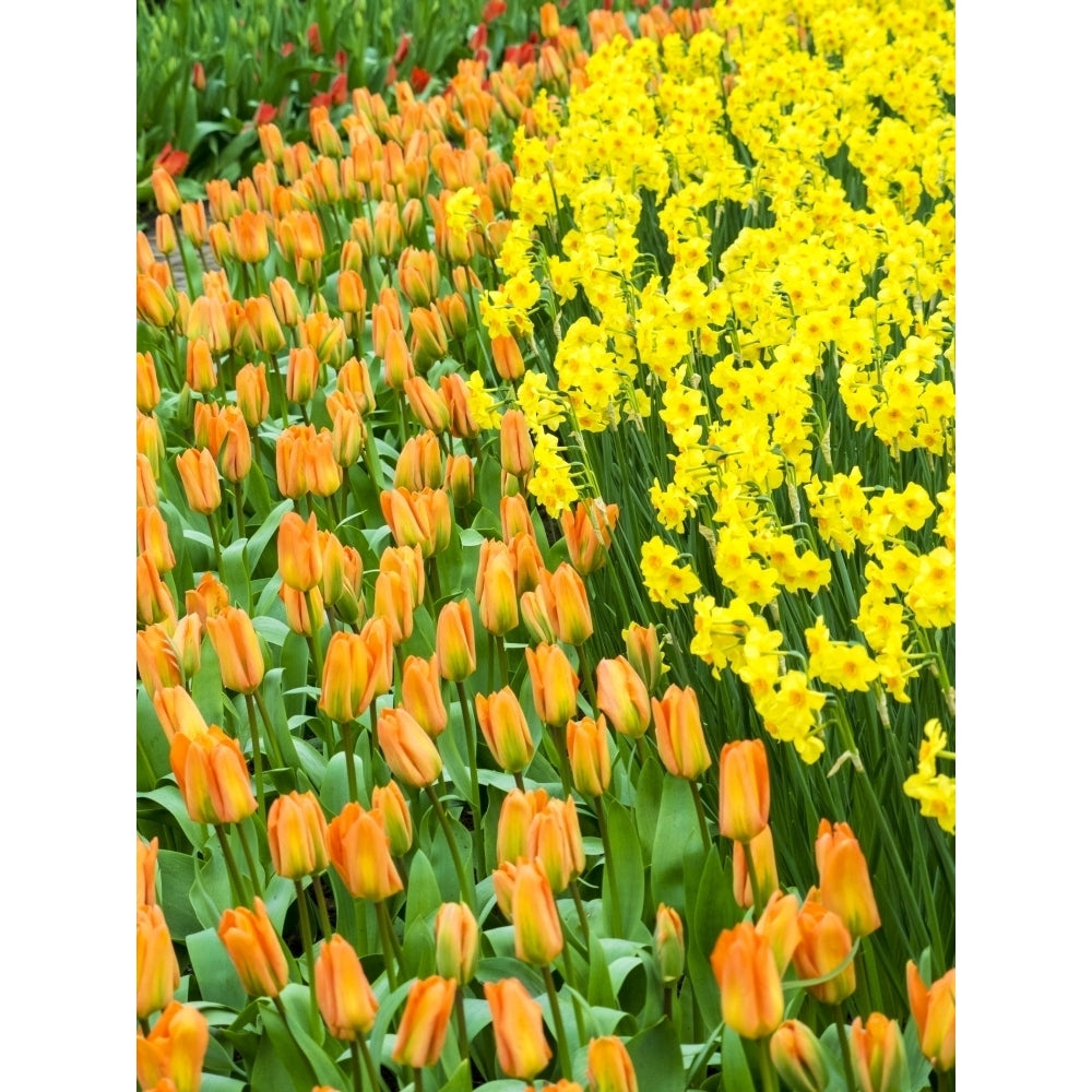 Netherlands Lisse. Multicolored flowers blooming in spring. Poster Print by Terry Eggers Image 1