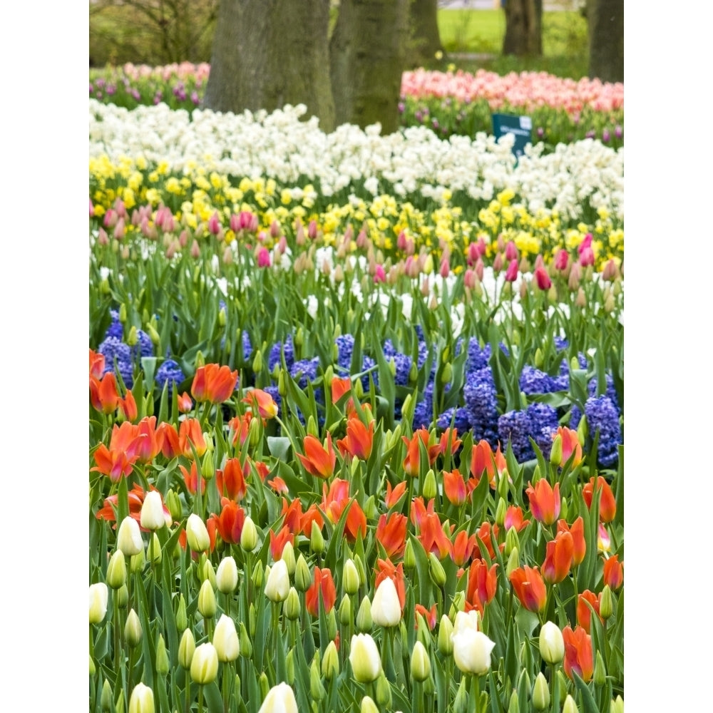 Assorted flowers flowering during Spring Poster Print by Terry Eggers Image 1