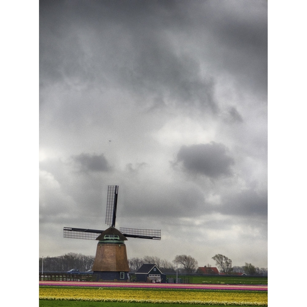 Netherlands Nord Holland. Tulip fields with traditional Dutch windmill Poster Print by Terry Eggers Image 1