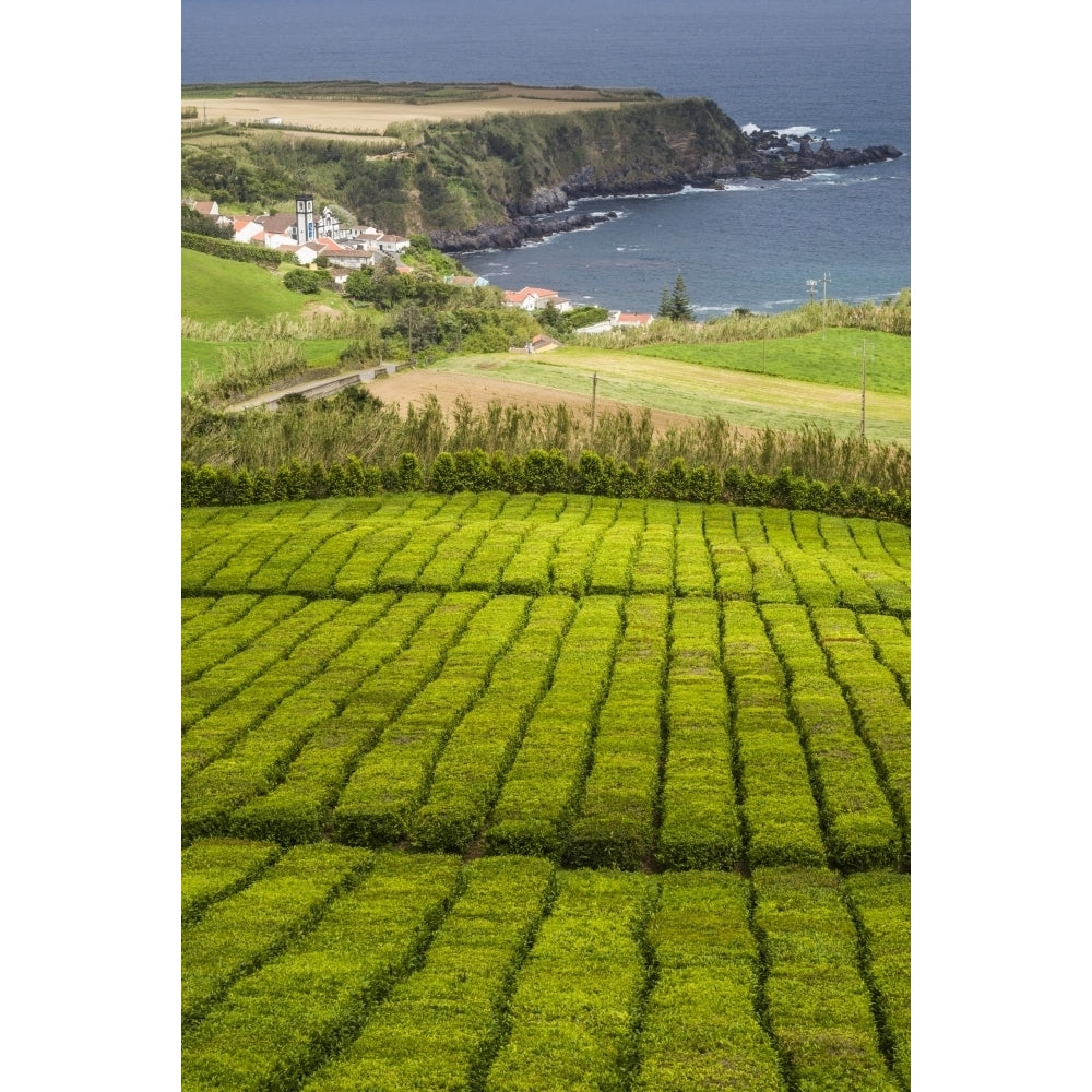 Portugal Azores Sao Miguel Island. Gorreana Tea Plantation one of the last tea growers in Europe Poster Print by Walter Image 1