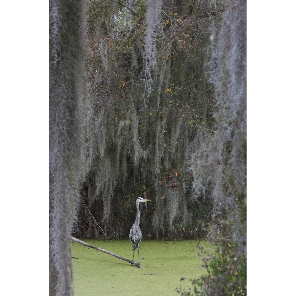 Great Blue Heron Spanish Moss Poster Print by Ken Archer Image 1