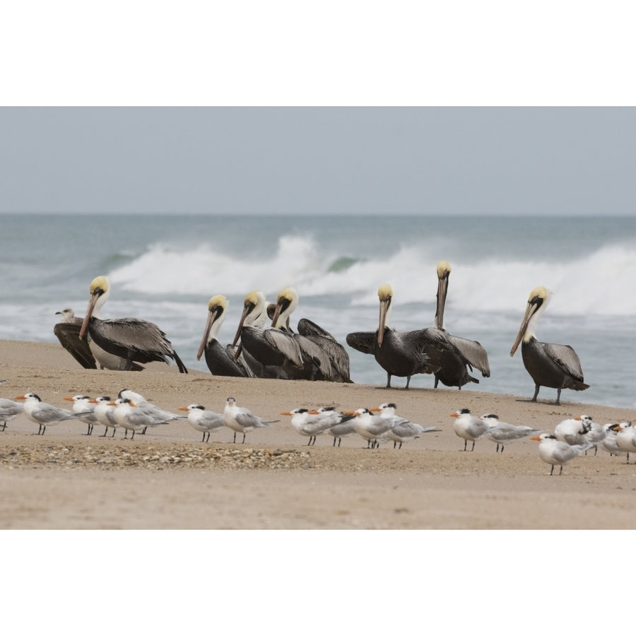 Brown Pelicans and Elegant Terns on the beach Poster Print by Ken Archer Image 1