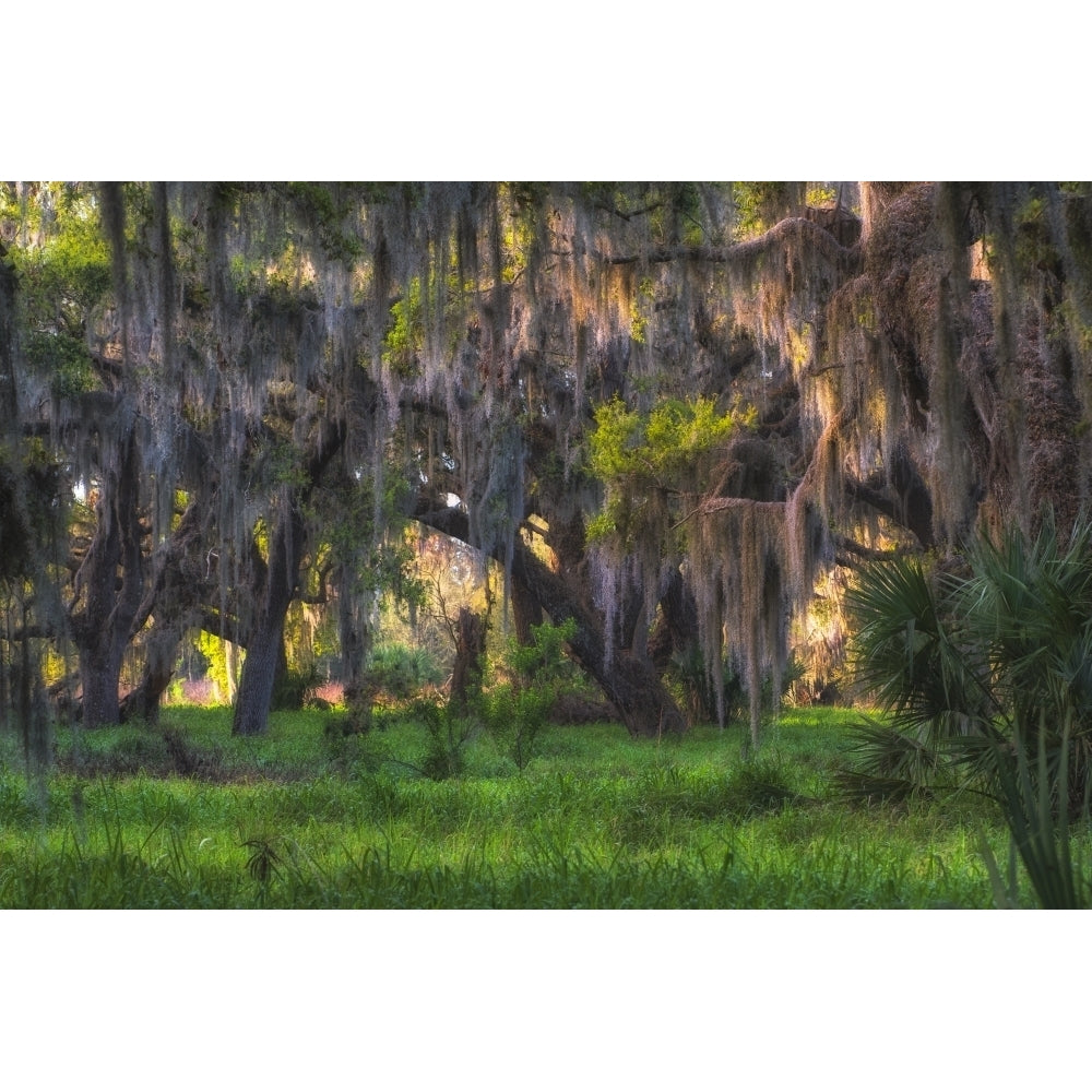 Large oak tree covered with hanging Spanish moss Poster Print by Sheila Haddad Image 1