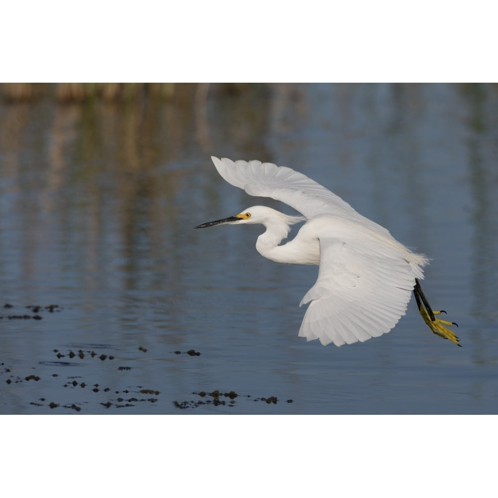 Snowy Egret flying Poster Print by Ken Archer Image 1