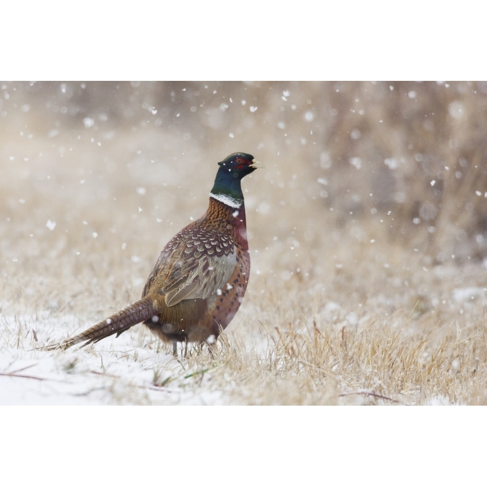 Ring-necked pheasant Autumn snowflakes Poster Print by Ken Archer Image 1