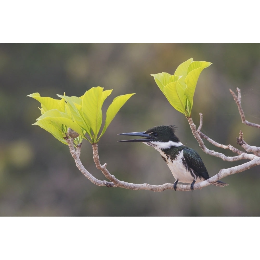 Female Amazon kingfisher Poster Print by Ken Archer Image 1