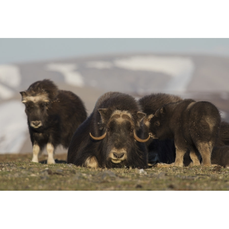 Musk ox Arctic tundra Poster Print by Ken Archer Image 1