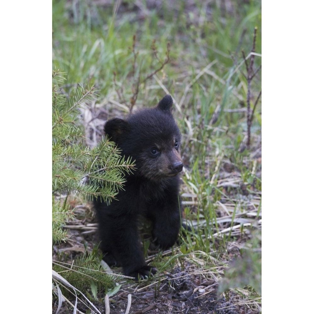 Black bear cub exploring Poster Print by Ken Archer Image 1