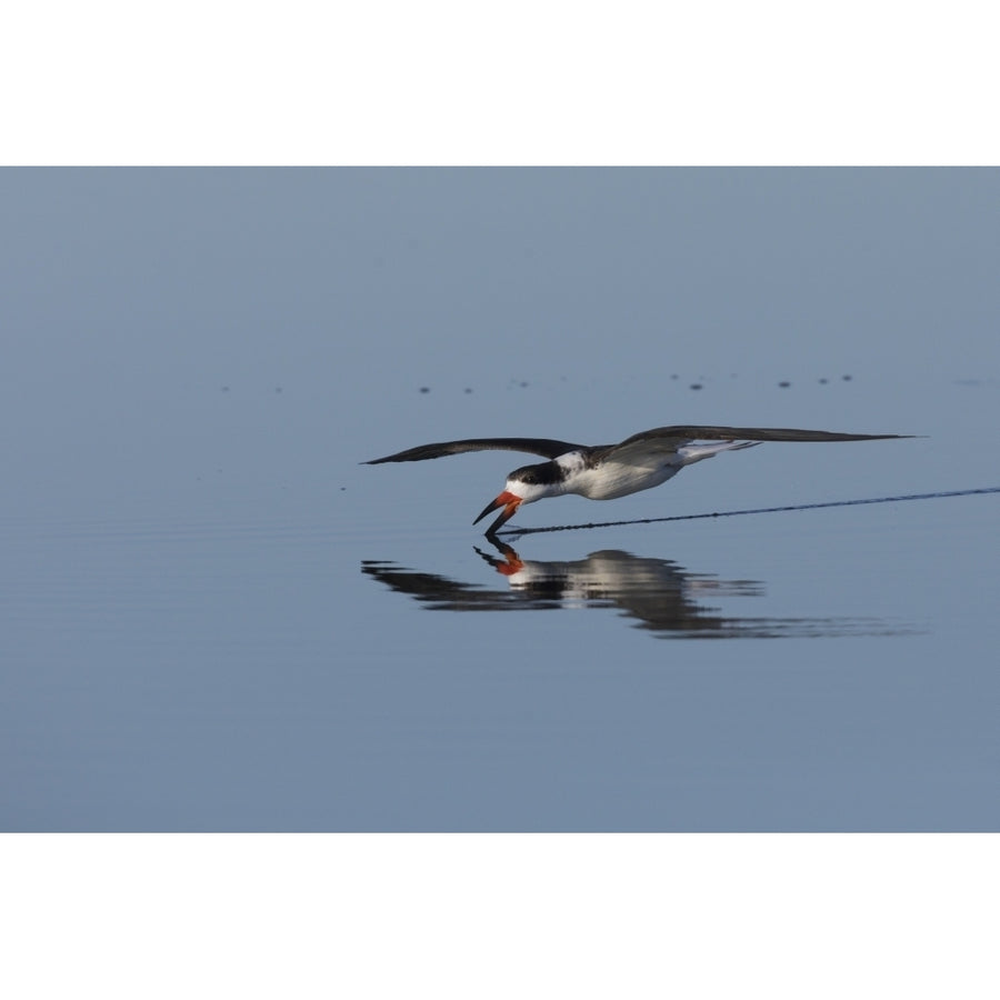 Black skimmer skimming for a meal Poster Print by Ken Archer Image 1