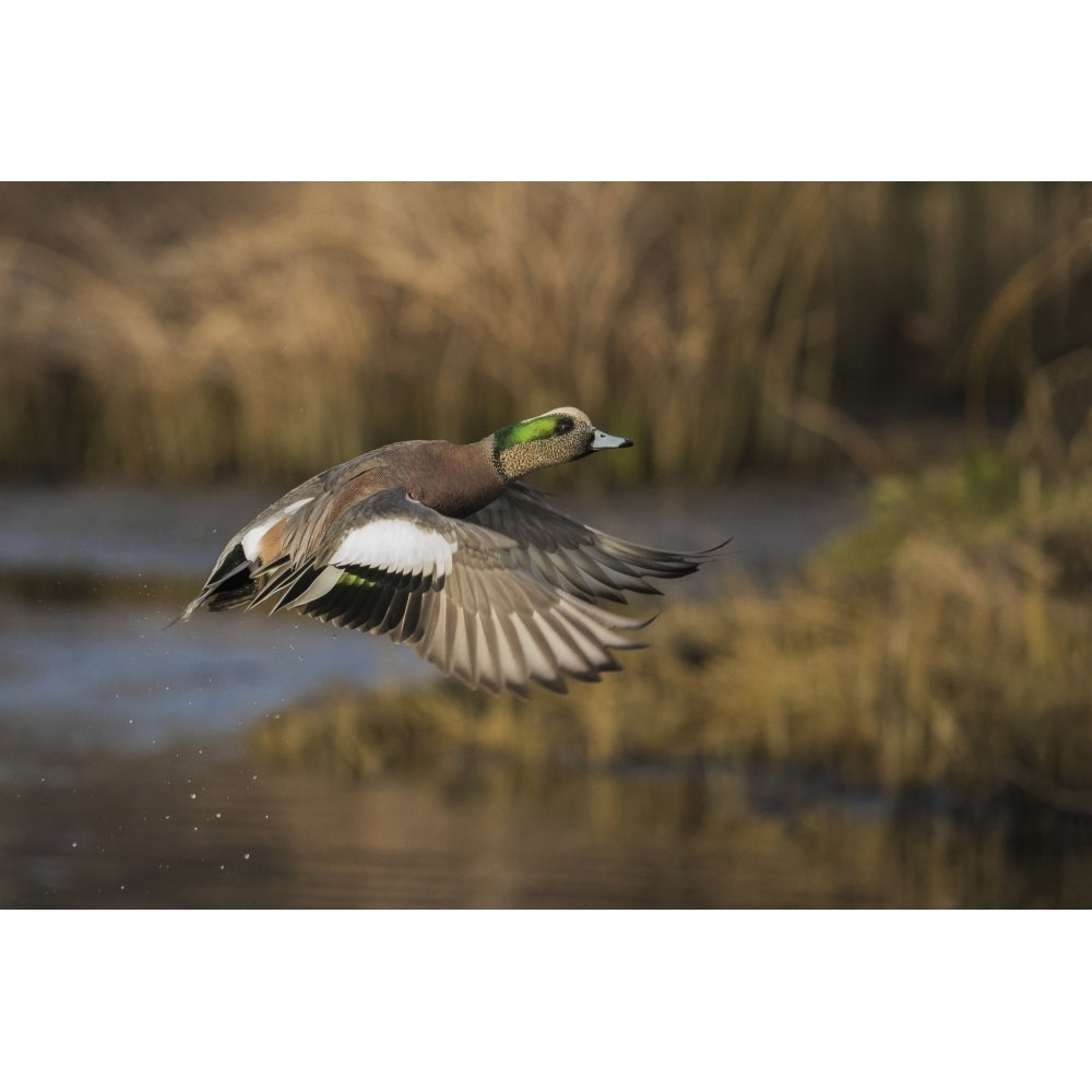 American wigeon drake Poster Print by Ken Archer Image 1