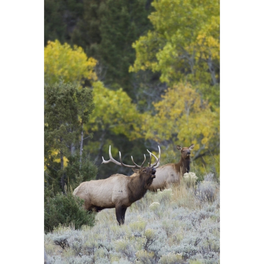 Rocky Mountain bull elk bugling Poster Print by Ken Archer Image 1