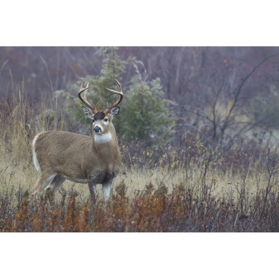 White-tail deer buck Poster Print by Ken Archer Image 1