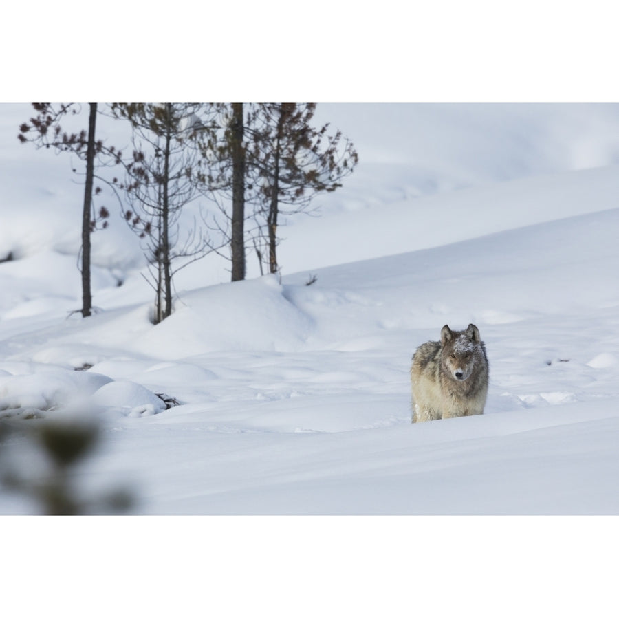 Gray wolf Poster Print by Ken Archer Image 1