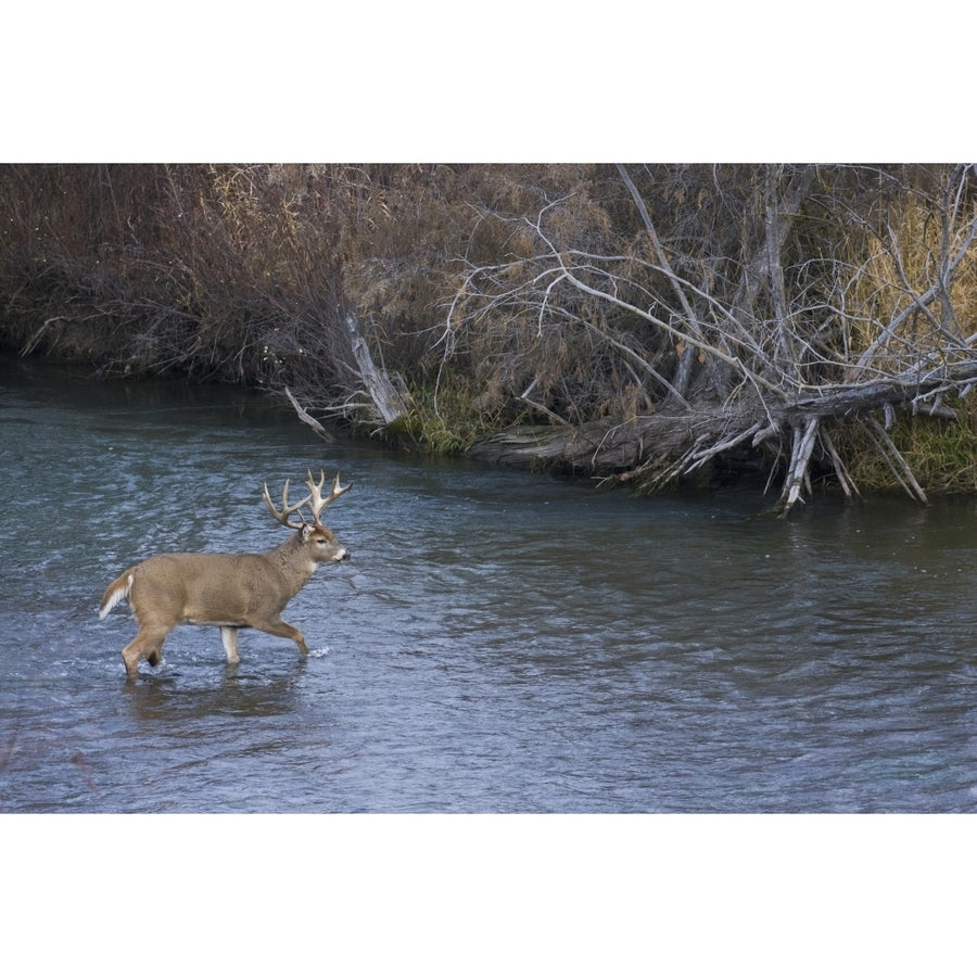 White-tail deer buck crossing river Poster Print by Ken Archer Image 1