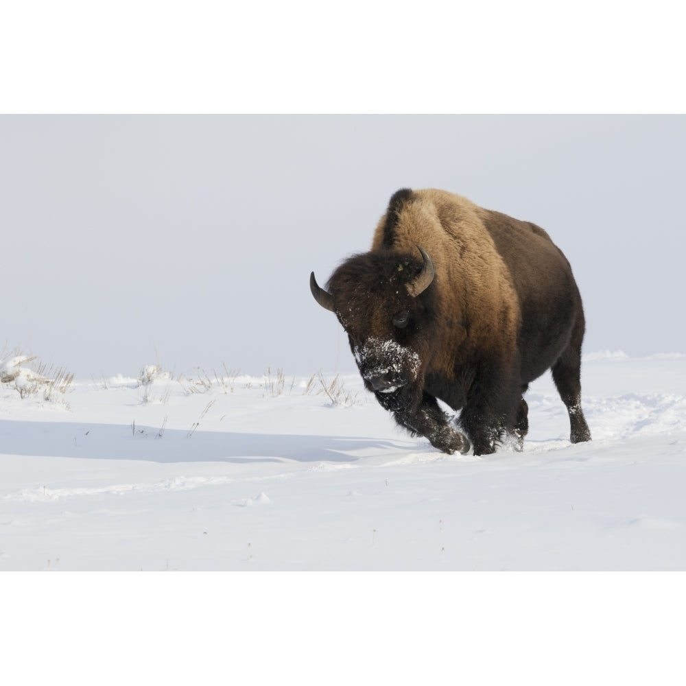 Bison bull on the move Poster Print by Ken Archer Image 1